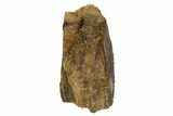 Hadrosaur (Duck-Billed Dinosaur) Tooth - Montana #106870-1